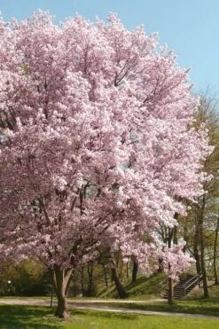 Autumnalis Fall Blooming Cherry Tree - 5 Gallon Pot -Best Plant Shop Floweriong Cherry Autumnalis 3