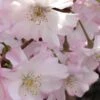 Autumnalis Fall Blooming Cherry Tree - 5 Gallon Pot