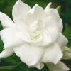 August Beauty Gardenia - 2.5 Quart Pot -Best Plant Shop Gardenia August Beauty 5 500x750 5