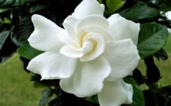 August Beauty Gardenia - 6 Pack Of 1 Gallon Pots -Best Plant Shop Gardenia August Beauty Flower Closeup 2