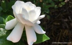 Crown Jewel Gardenia - 1 Gallon Pot -Best Plant Shop Gardenia Crown Jewel 4