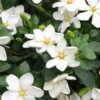 Hardy Fragrant Daisy Gardenia Bush - 2.5 Quart Pot 1 Hardy Fragrant Daisy Gardenia Bush - 2.5 Quart Pot -Best Plant Shop Gardenia Daisy 20 3
