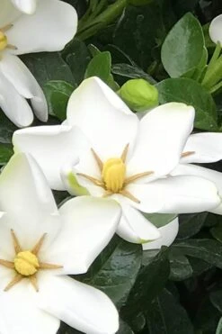 Hardy Fragrant Daisy Gardenia Bush - 3 Gallon Pot 12 Hardy Fragrant Daisy Gardenia Bush - 3 Gallon Pot -Best Plant Shop Gardenia Daisy 21 2