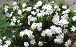 Hardy Fragrant Daisy Gardenia Bush - 1 Gallon Pot 13 Hardy Fragrant Daisy Gardenia Bush - 1 Gallon Pot -Best Plant Shop Gardenia Daisy Blooms 2