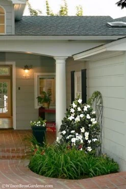 Diamond Spire Gardenia - 2 Gallon Pot -Best Plant Shop Gardenia Diamond Spire 5