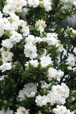 Double Mint Gardenia - 3 Gallon Pot -Best Plant Shop Gardenia Double Mint 2 1