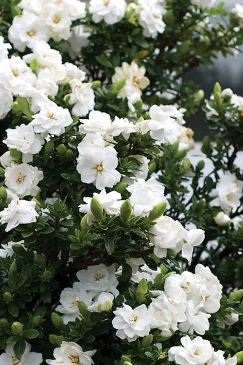 Double Mint Gardenia - 1 Gallon Pot 6 Double Mint Gardenia - 1 Gallon Pot - Image 4