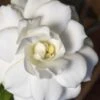 Double Mint Gardenia - 3 Gallon Pot 2 Double Mint Gardenia - 3 Gallon Pot -Best Plant Shop Gardenia Double Mint 5 1