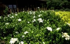 Double Mint Gardenia - 1 Gallon Pot 13 Double Mint Gardenia - 1 Gallon Pot -Best Plant Shop Gardenia Double Mint 8 2