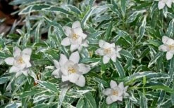 Variegated Creeping Dwarf Gardenia - 6 Pack Of 1 Gallon Pots 9 Variegated Creeping Dwarf Gardenia - 6 Pack Of 1 Gallon Pots -Best Plant Shop Gardenia Dwarf Radicans Variegated 3 1