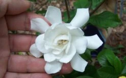 Fall In Love Cold Hardy Gardenia - 1 Gallon Pot 11 Fall In Love Cold Hardy Gardenia - 1 Gallon Pot -Best Plant Shop Gardenia Fall In Love