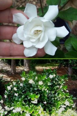 Fall In Love Cold Hardy Gardenia - 1 Gallon Pot 12 Fall In Love Cold Hardy Gardenia - 1 Gallon Pot -Best Plant Shop Gardenia Fall In Love BS