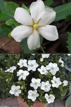 Hardy Fragrant Daisy Gardenia Bush - 3 Gallon Pot 14 Hardy Fragrant Daisy Gardenia Bush - 3 Gallon Pot -Best Plant Shop Gardenia Hardy Daisy 500x750 3