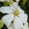Heaven Scent Gardenia - 1 Gallon Pot -Best Plant Shop Gardenia Heaven Scent 15 1
