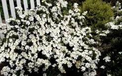 Heaven Scent Gardenia - 6 Pack Of 1 Gallon Pots 11 Heaven Scent Gardenia - 6 Pack Of 1 Gallon Pots -Best Plant Shop Gardenia Heaven Scent 17