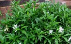 Radicans Creeping Dwarf Gardenia - 1 Gallon Pot -Best Plant Shop Gardenia Radicans 53 2
