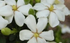 ScentAmazing Gardenia - 1 Gallon Pot 11 ScentAmazing Gardenia - 1 Gallon Pot -Best Plant Shop Gardenia Scentamazing 20