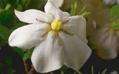 ScentAmazing Gardenia - 1 Gallon Pot 13 ScentAmazing Gardenia - 1 Gallon Pot -Best Plant Shop Gardenia Scentamazing Closeup