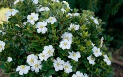 ScentAmazing Gardenia - 1 Gallon Pot 12 ScentAmazing Gardenia - 1 Gallon Pot -Best Plant Shop Gardenia Scentamazing Shrub