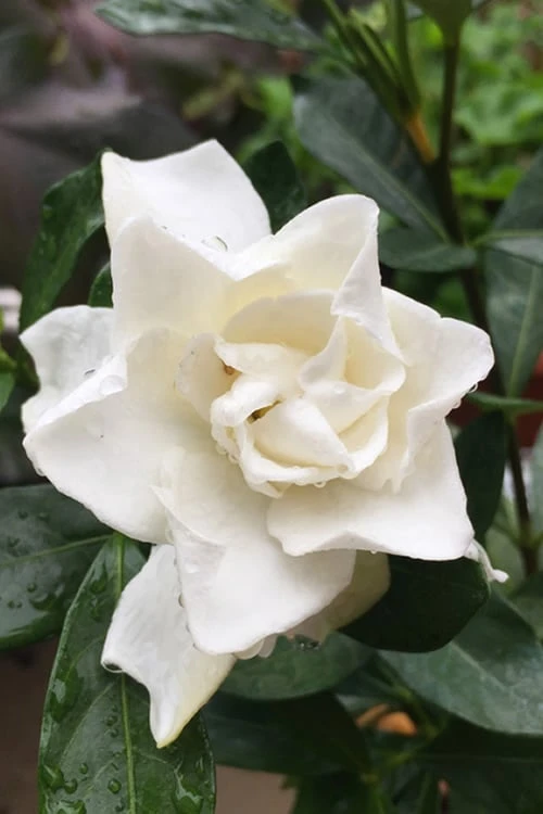 Sweet Tea Gardenia - 3 Gallon Pot 3 Sweet Tea Gardenia - 3 Gallon Pot