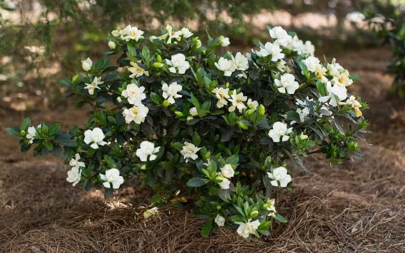 Sweet Tea Gardenia - 3 Gallon Pot 6 Sweet Tea Gardenia - 3 Gallon Pot - Image 4