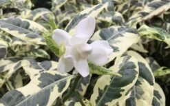 Variegated August Beauty Gardenia - 1 Gallon Pot 10 Variegated August Beauty Gardenia - 1 Gallon Pot -Best Plant Shop Gardenia Variegated 1 2