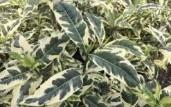 Variegated Gardenia - 1 Gallon Pot -Best Plant Shop Gardenia Variegated 2