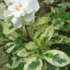 Variegated August Beauty Gardenia - 1 Gallon Pot -Best Plant Shop Gardenia Variegated BS 2