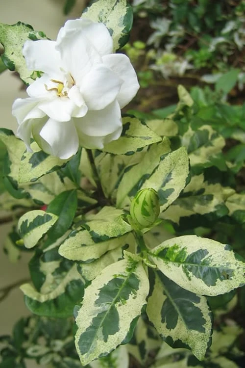 Variegated August Beauty Gardenia - 1 Gallon Pot 3 Variegated August Beauty Gardenia - 1 Gallon Pot