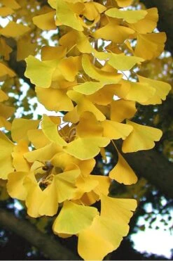 Sky Tower Ginkgo Maidenhair Tree (Male) - 5 Gallon Pot -Best Plant Shop Ginkgo Sky Tower 2