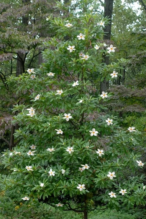 Sweet Tea Mountain Gordlinia - 5 Gallon Pot 6 Sweet Tea Mountain Gordlinia - 5 Gallon Pot - Image 4