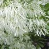 Grancy Graybeard - White Fringe Tree - 3 Gallon Pot 2 Grancy Graybeard - White Fringe Tree - 3 Gallon Pot -Best Plant Shop Grancy Graybeard Tree Flowers 21 500x750 1