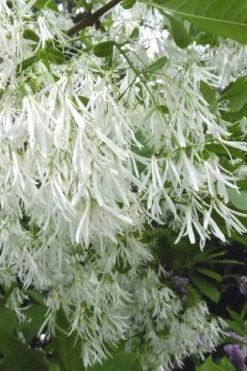 New Arrival 11 Grancy Graybeard - White Fringe Tree - 7 Gallon Pot (2-3')