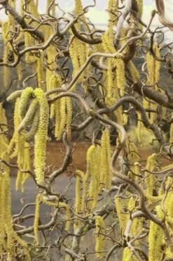 Harry Lauder's Walking Stick - Corylus Avellana 'Contorta' - 2 Gallon Pot -Best Plant Shop Harry Lauder Walking Stick 11