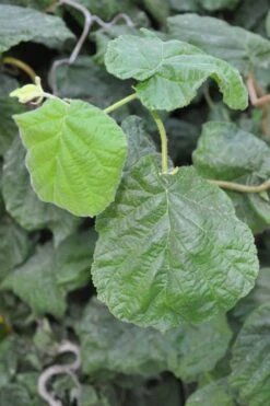 Harry Lauder's Walking Stick - Corylus Avellana 'Contorta' - 2 Gallon Pot -Best Plant Shop Harry Lauder Walking Stick 12