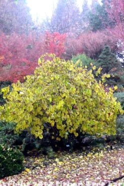 Harry Lauder's Walking Stick - Corylus Avellana 'Contorta' - 2 Gallon Pot -Best Plant Shop Harry Lauder Walking Stick 15