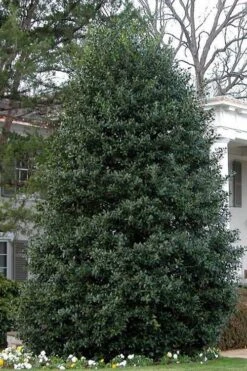 Nellie R. Stevens Holly - 3 Gallon Pot -Best Plant Shop Holly Nellie Stephens 10