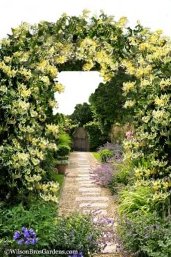 Scentsation Fragrant Yellow Honeysuckle - Lonicera Periclymenum - 1 Gallon Pot -Best Plant Shop Honeysuckle Scentsation 10