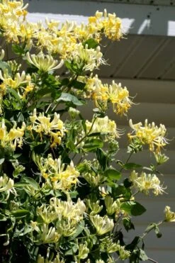 Scentsation Fragrant Yellow Honeysuckle - Lonicera Periclymenum - 1 Gallon Pot -Best Plant Shop Honeysuckle Scentsation 3