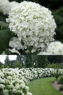 Annabelle Hydrangea - 3 Gallon Pot -Best Plant Shop Hydrangea Annabelle 1 500x750 1