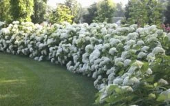 Annabelle Hydrangea - 3 Gallon Pot -Best Plant Shop Hydrangea Annabelle Hedge 1