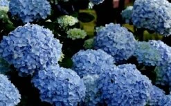 Big Daddy Hydrangea - 1 Gallon Pot 11 Big Daddy Hydrangea - 1 Gallon Pot -Best Plant Shop Hydrangea Big Daddy 2
