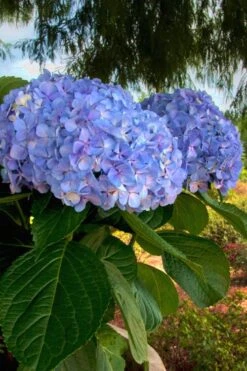 Big Daddy Hydrangea - 7 Gallon Pot -Best Plant Shop Hydrangea Big Daddy 500x750 2