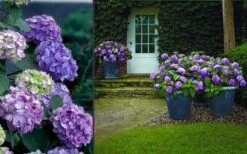 Bloomstruck Endless Summer Hydrangea - 1 Gallon Pot -Best Plant Shop Hydrangea Bloomstruck 2 1