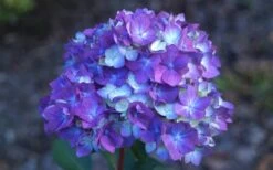 Bloomstruck Endless Summer Hydrangea - 1 Gallon Pot -Best Plant Shop Hydrangea Bloomstruck Bloom 1