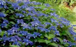 Bluebird Hydrangea - 3 Gallon Pot -Best Plant Shop Hydrangea Bluebird 3