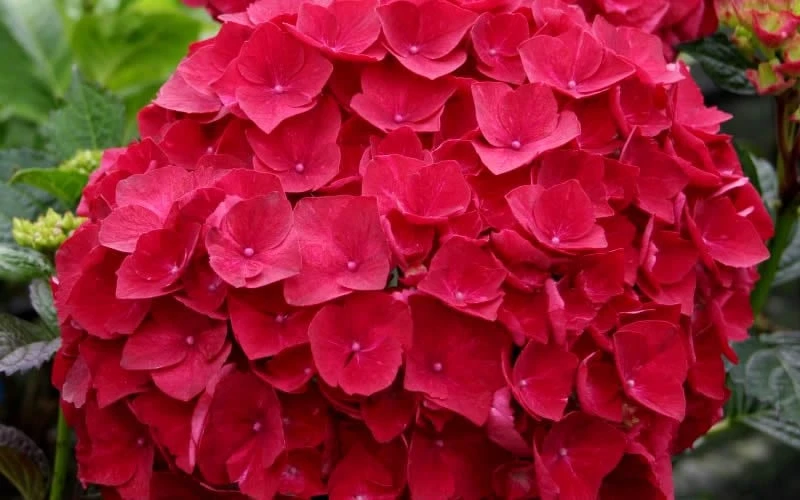 Cardinal Red Hydrangea - 1 Gallon Pot 6 Cardinal Red Hydrangea - 1 Gallon Pot - Image 4