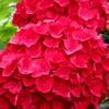 Cardinal Red Hydrangea - 6 Pack Of 1 Gallon Pots -Best Plant Shop Hydrangea Cardinal Red BS