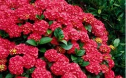 Cardinal Red Hydrangea - 3 Gallon Pot -Best Plant Shop Hydrangea Cardinal Shrub In Bloom 2