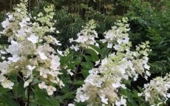 Kyushu Hydrangea - 3 Gallon Pot 17 Kyushu Hydrangea - 3 Gallon Pot -Best Plant Shop Hydrangea Chantilly Lace 1